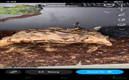 Boa Snake reptiles for sale: Brother and sister with tanks  - Advert 5