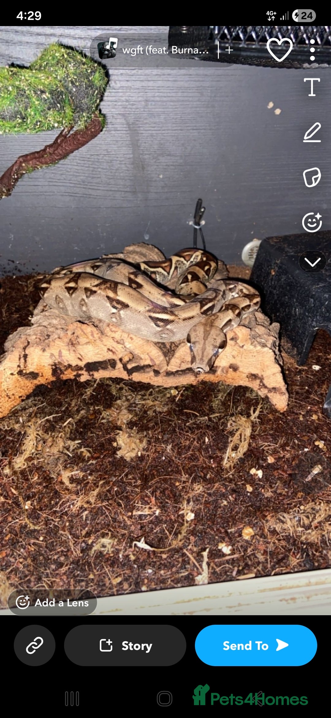 Boa Snake reptiles for sale: Brother and sister with tanks  - Advert 5