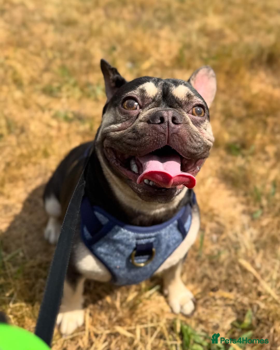 French Bulldog dogs Male french bullldog - Advert 4