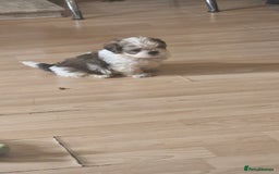 Shih Tzu dogs for sale: 🐾 Amazing Purebred Shih Tzu Puppies Crawley 🐾 - Advert 10