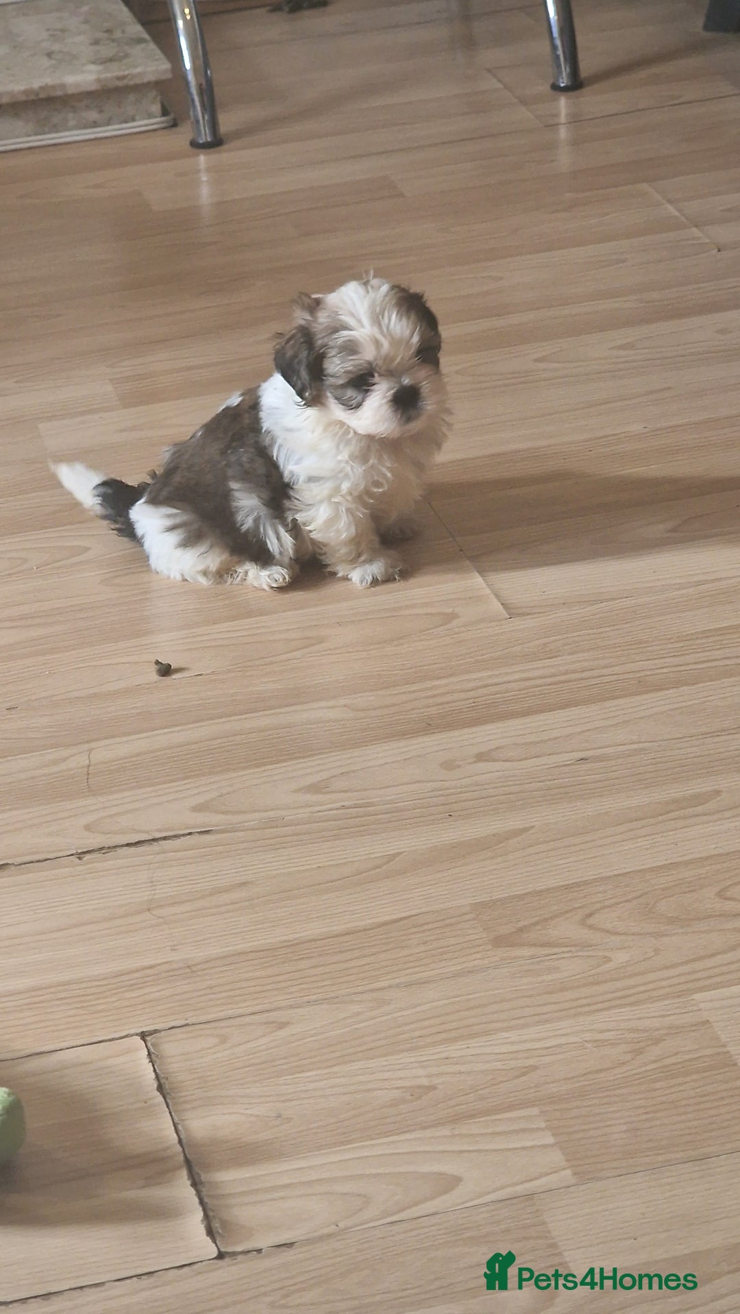 Shih Tzu dogs for sale: 🐾 Amazing Purebred Shih Tzu Puppies Crawley 🐾 - Advert 10
