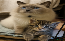 Mixed Breed cats for sale: Tabby Boy - Image 3