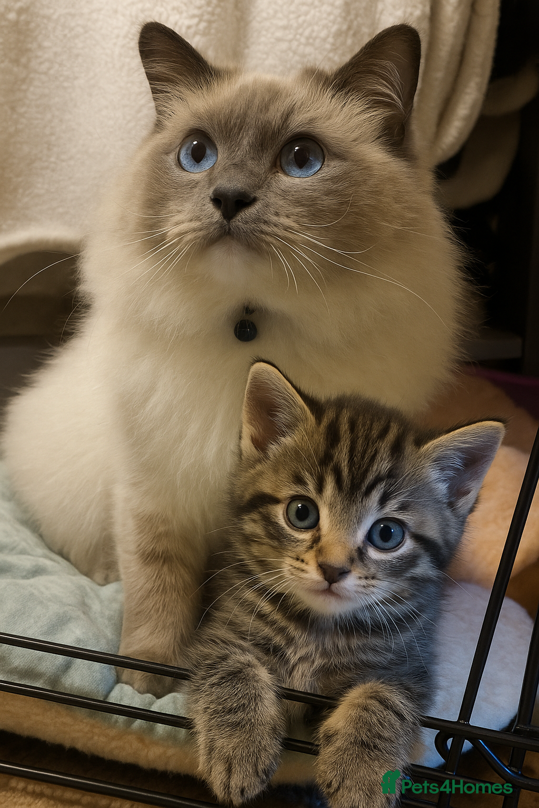 Mixed Breed cats for sale: Tabby Boy - Image 3