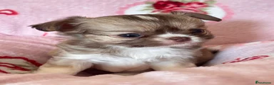 Chihuahua 2