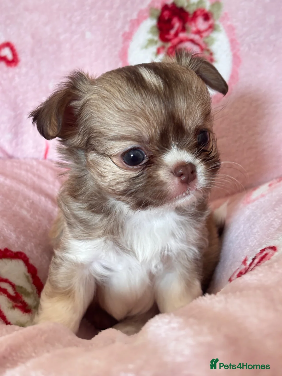 Chihuahua dogs for sale: Stunning Long-Haired Chihuahua Puppies in ELY - Advert 1
