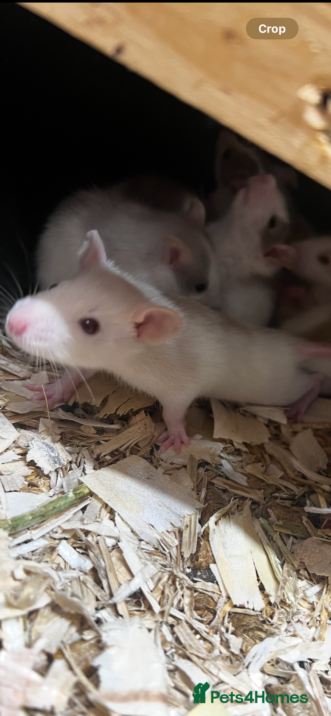 Rat rodents for sale: Show quality pet rats  - Advert 3