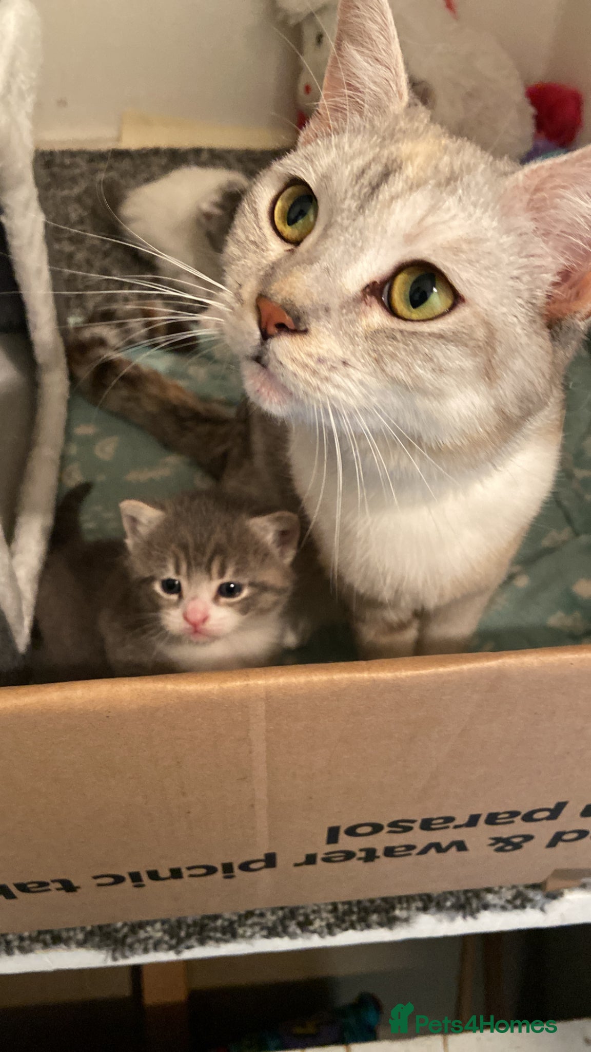 British Shorthair cats British Shorthair mixed - Advert 5