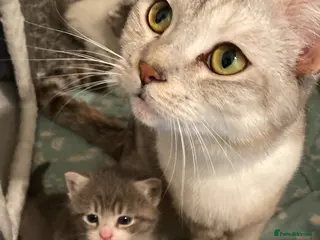 British Shorthair cats British Shorthair mixed - Advert 5