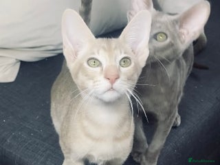 Oriental cats Oriental kittens - Advert 1