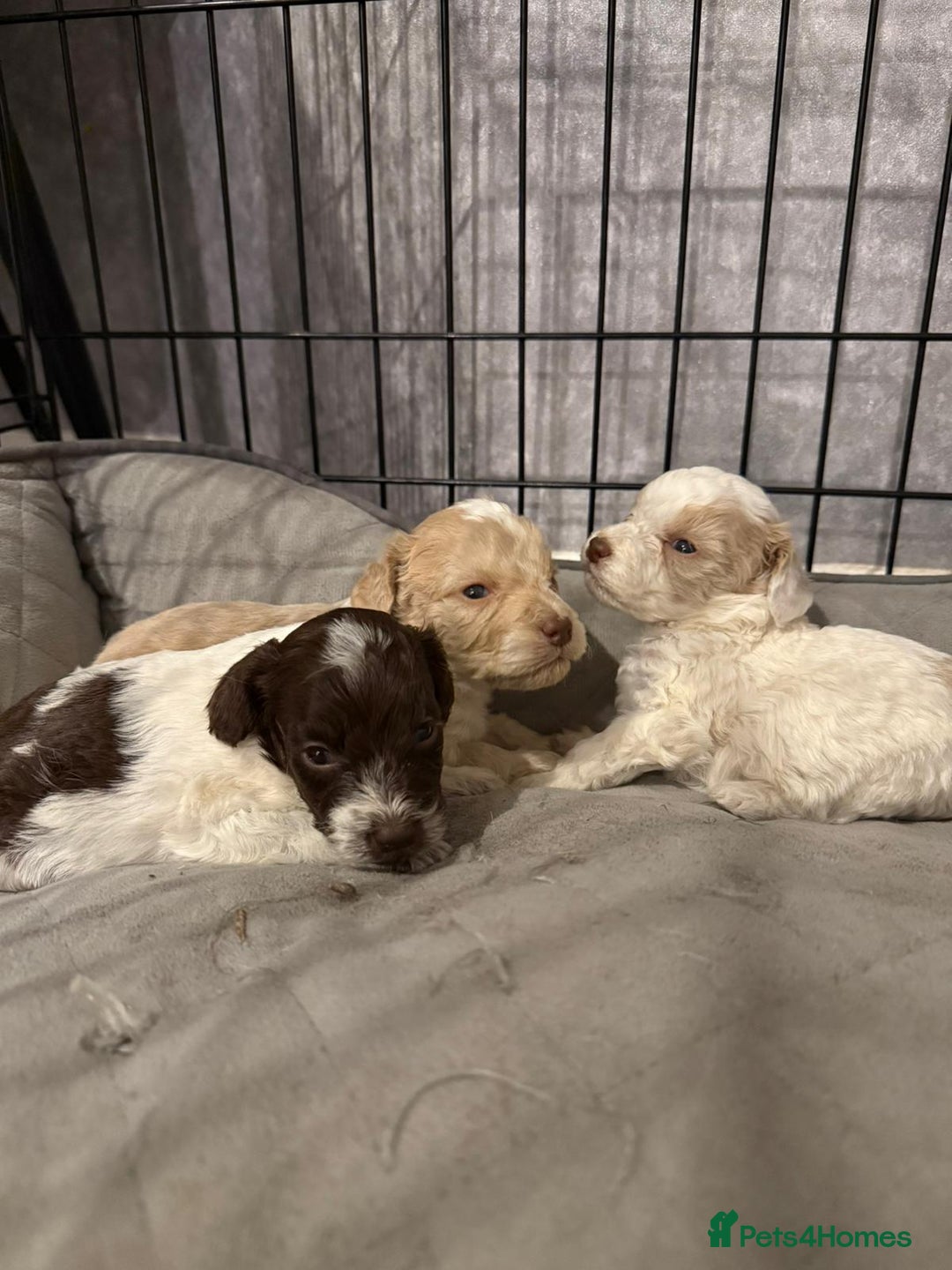 Mixed Breed dogs for sale: Springerpoo puppy  - Advert 14