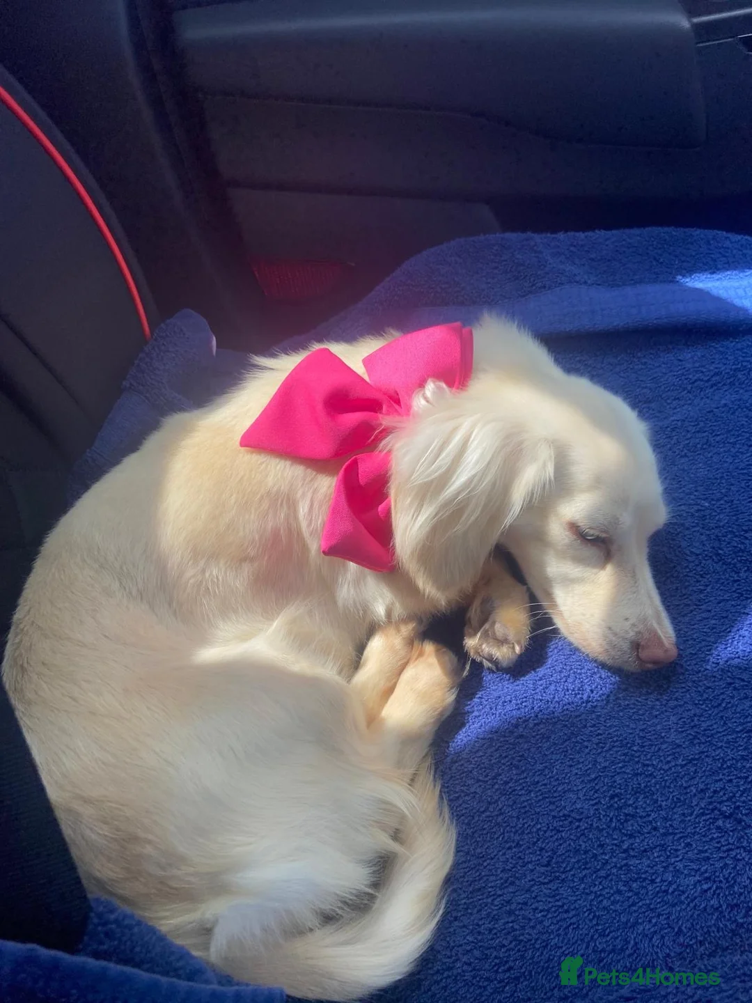 Miniature Dachshund dogs for sale: Bright Cream long haired miniature daschund⭐️ - Advert 1