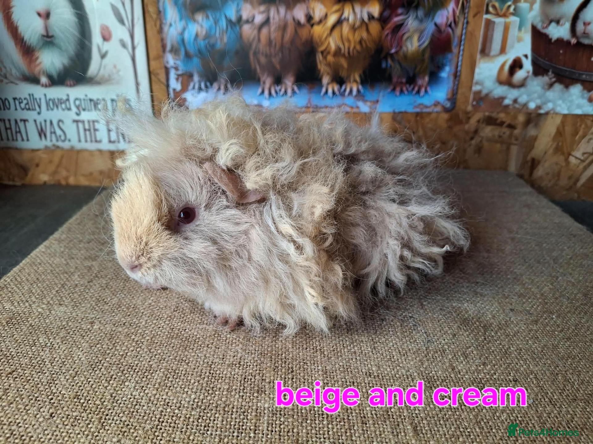 Guinea Pig rodents Lunkarya  - Advert 1