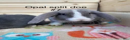Mini Lop rabbits for sale: 8 minilops 7 girl and 1 boy - Advert 8
