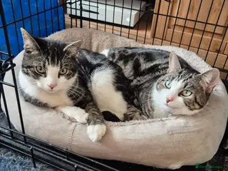 Mixed Breed cats 2 bonded males & 1 female available for rehoming - Advert 17