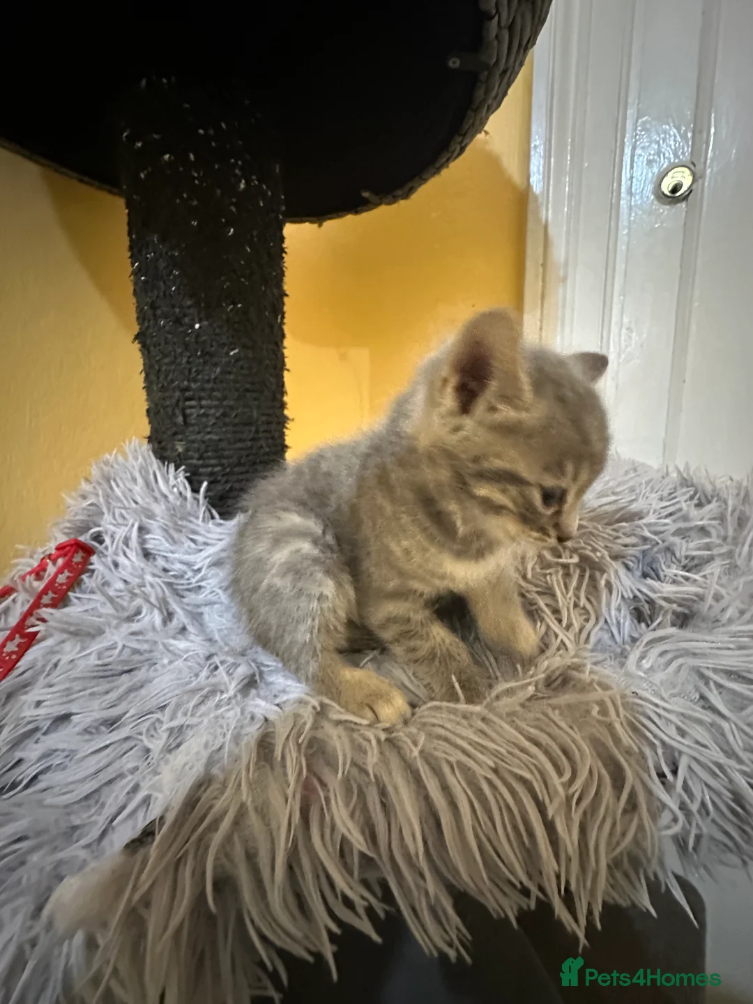 Bengal cats for sale: 2 Smokey Blue Male Bengals 1 Female Tanny - Advert 13