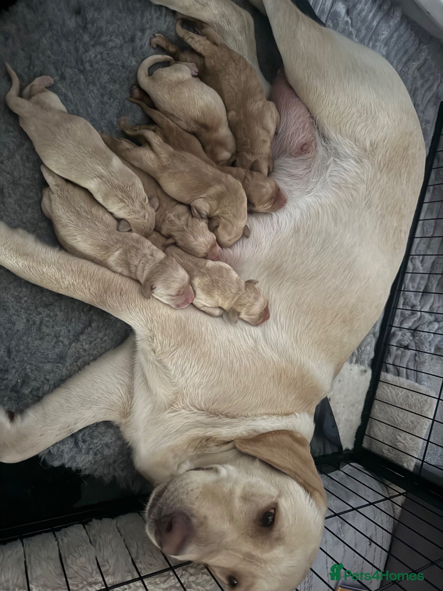 Labrador Retriever dogs Labrador puppies fox red and golden  - Advert 6