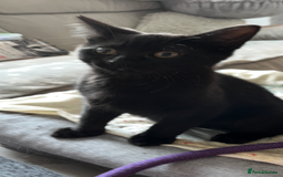 Mixed Breed cats for sale: Mother cat & her kittens wanting homes  - Image 9