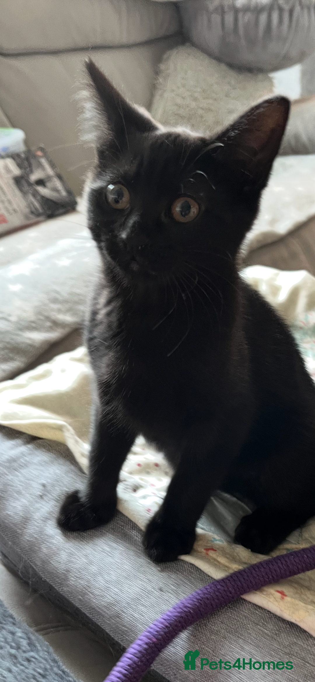 Mixed Breed cats for sale: Mother cat & her kittens wanting homes  - Image 9