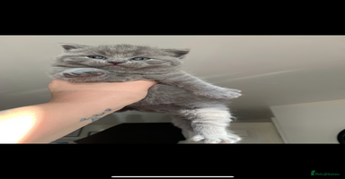 British Shorthair cats - Advert 9