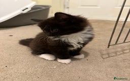 Mixed Breed cats for sale: Beautiful kittens for sale  - Image 7