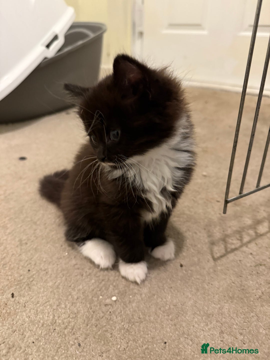 Mixed Breed cats for sale: Beautiful kittens for sale  - Image 7