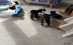 Welsh Terrier dogs for sale: Stunning KC Welsh Terriers - Image 7