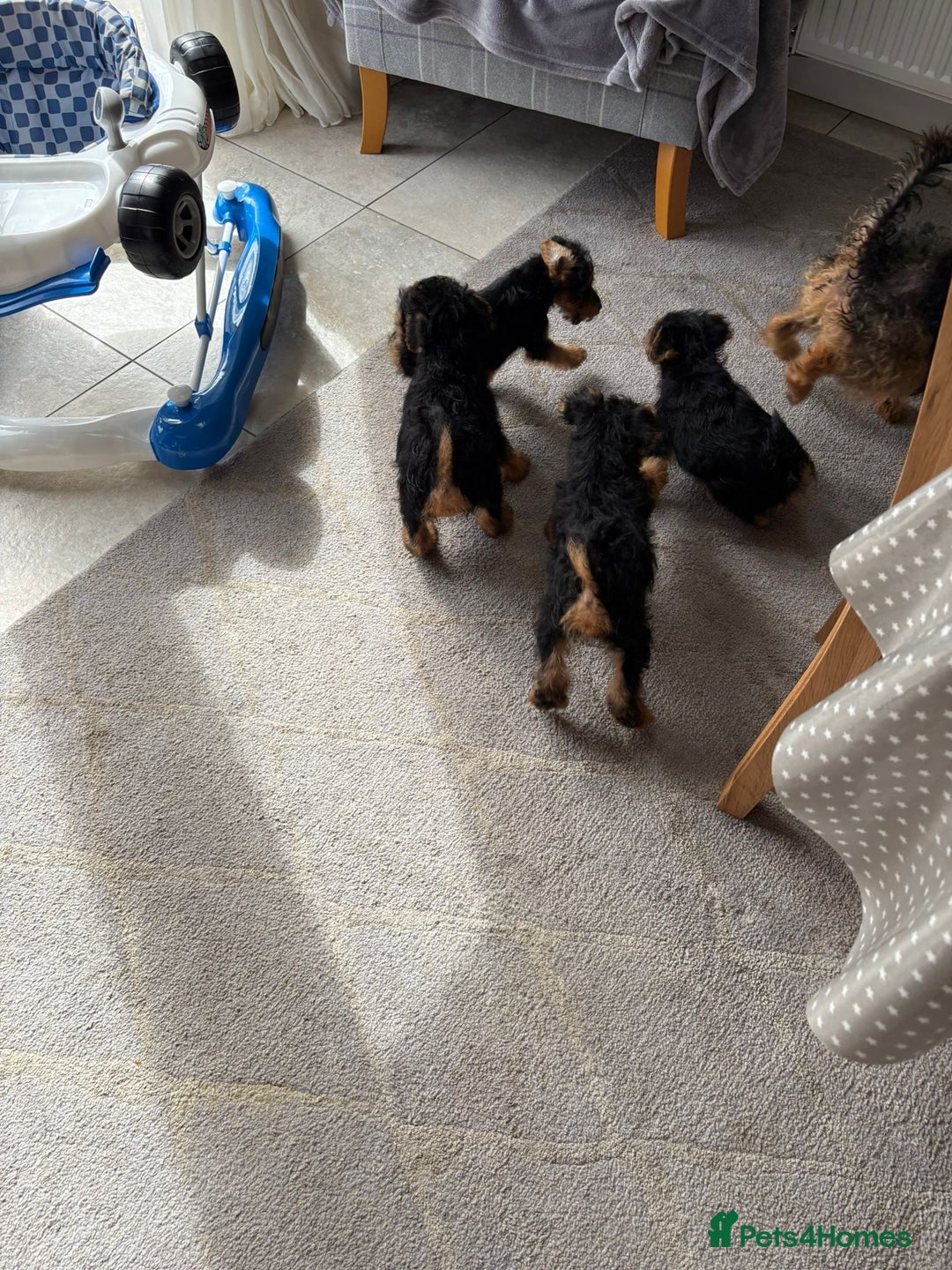 Welsh Terrier dogs for sale: Stunning KC Welsh Terriers - Image 7