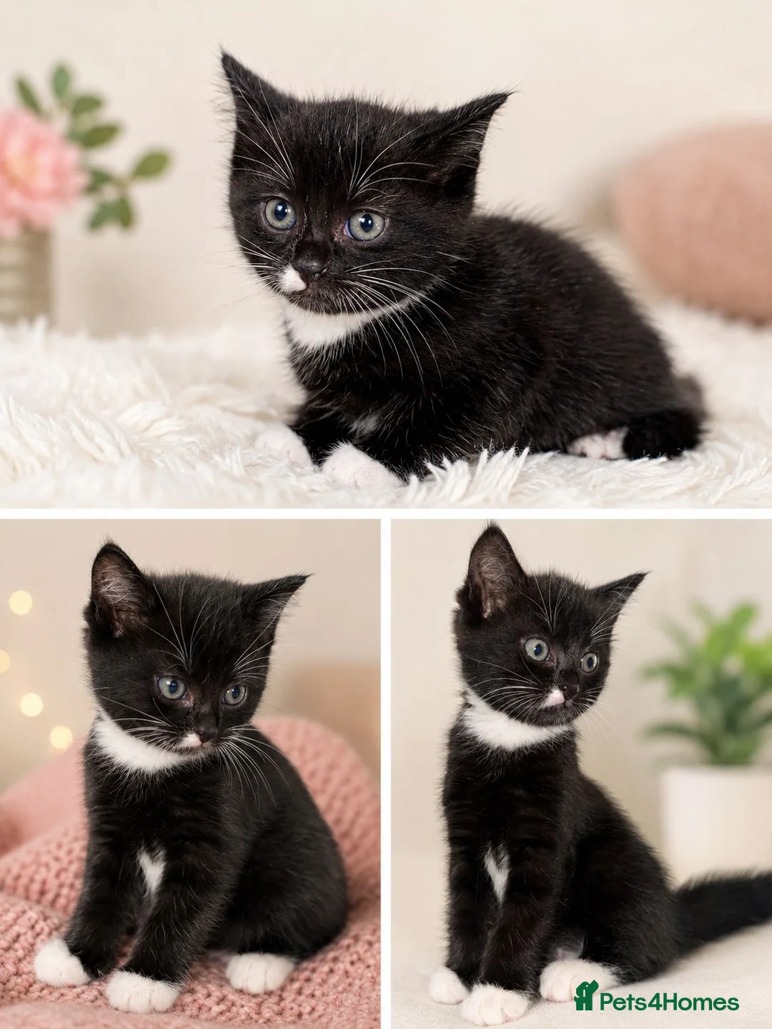 Mixed Breed cats for sale: Three Midnight Cuddles in London - Advert 2