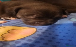 Staffordshire Bull Terrier dogs for sale: Last to males  - Image 5