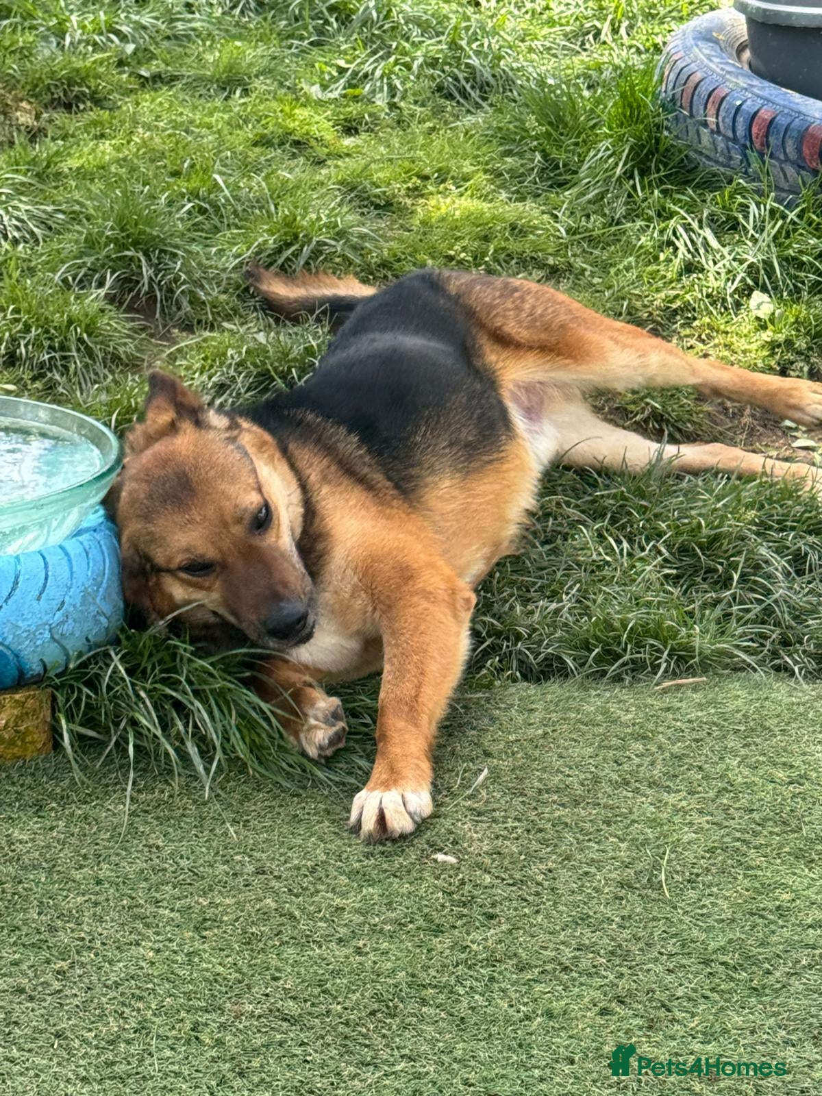 Mixed Breed dogs BRUTUS - Advert 17