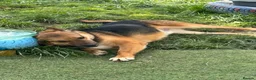 Mixed Breed dogs for adoption: BRUTUS - Advert 1