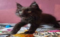 Maine Coon cats for sale: Tica Reg Mainecoon kittens READY NOW in Deal - Image 18