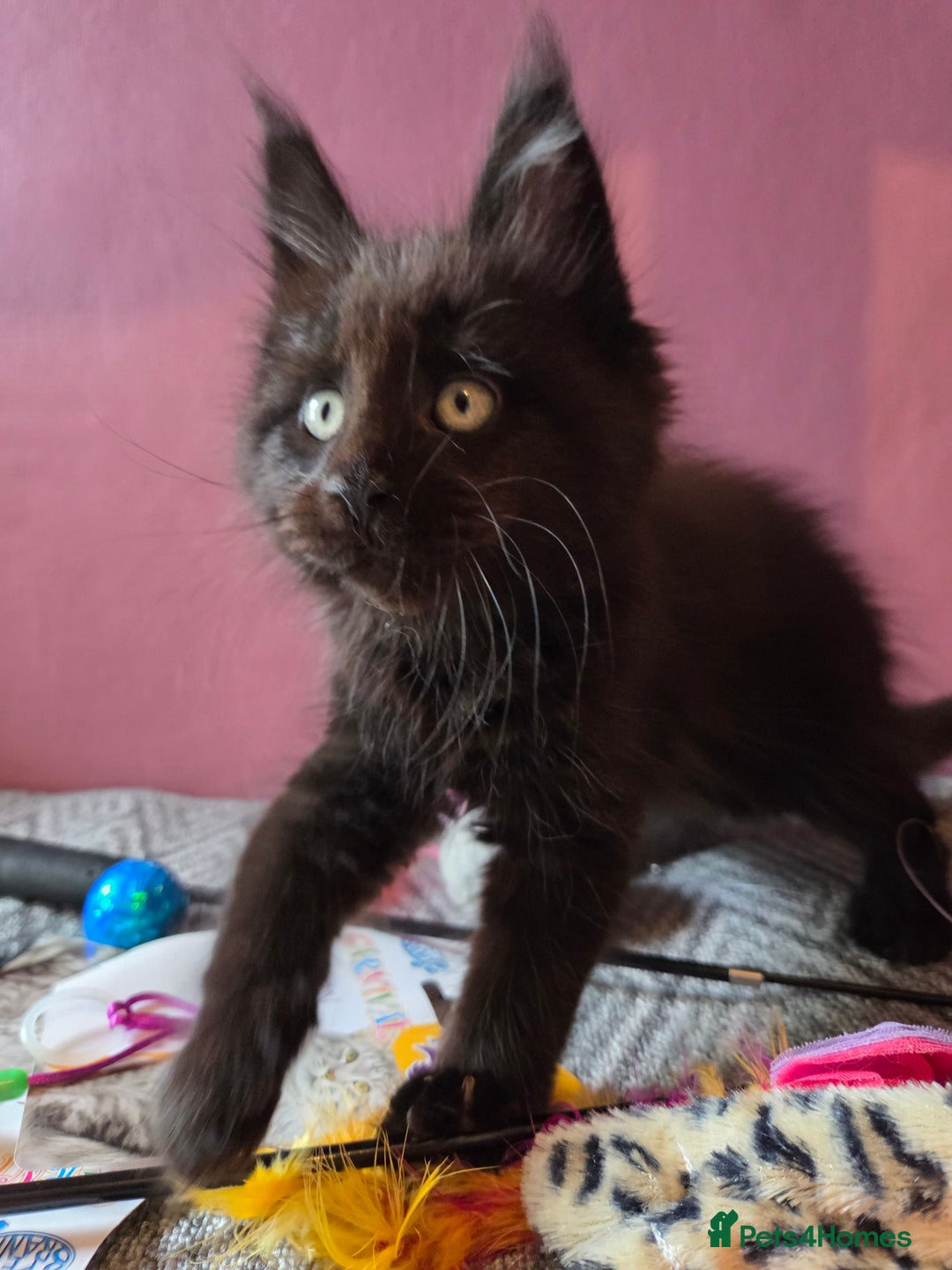 Maine Coon cats for sale: Tica Reg Mainecoon kittens READY NOW in Deal - Image 18