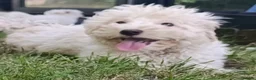 Maltipoo dogs for sale: F1 Maltipoo Puppies For Sale  - Advert 7
