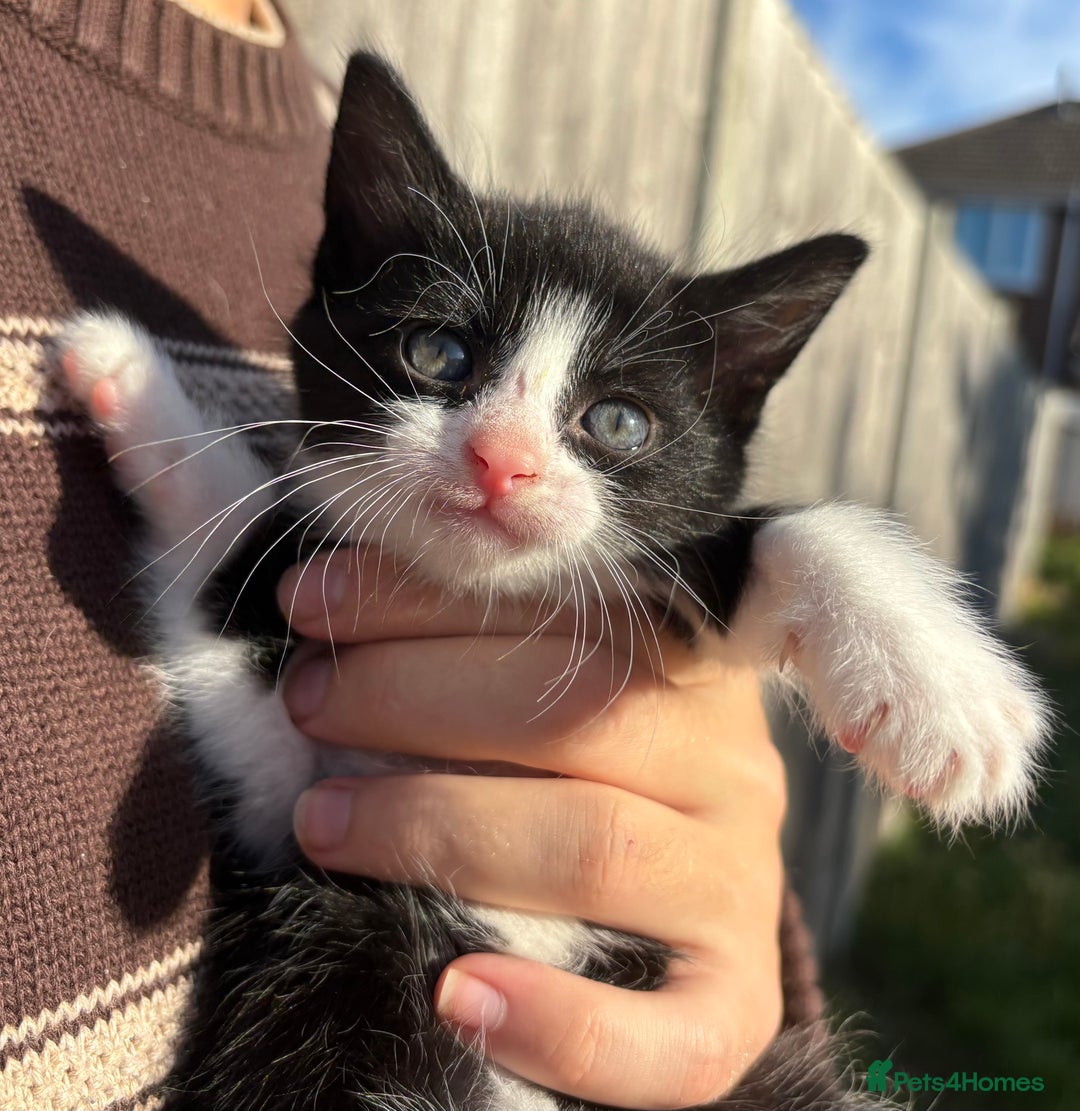 Mixed Breed cats for sale: 5 Gorgeous kittens available now - Image 28