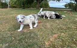 Border Collie dogs for sale: Blue Merle Collie Pup - Image 4