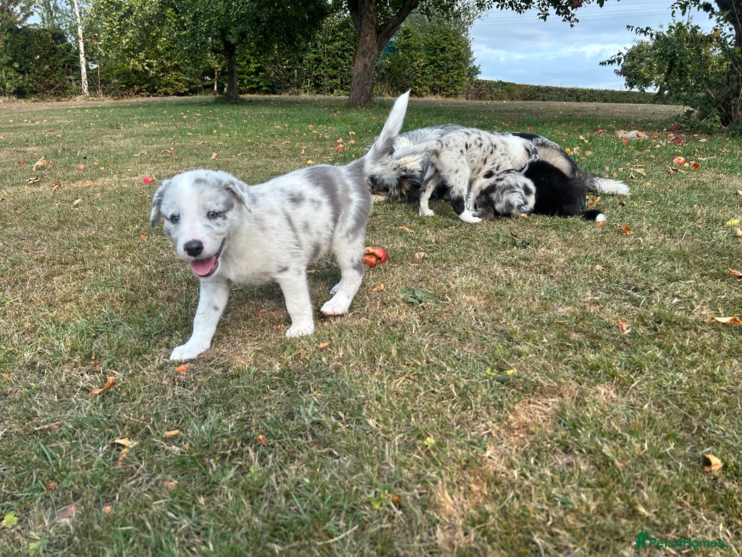 Border Collie dogs for sale: Blue Merle Collie Pup - Image 4