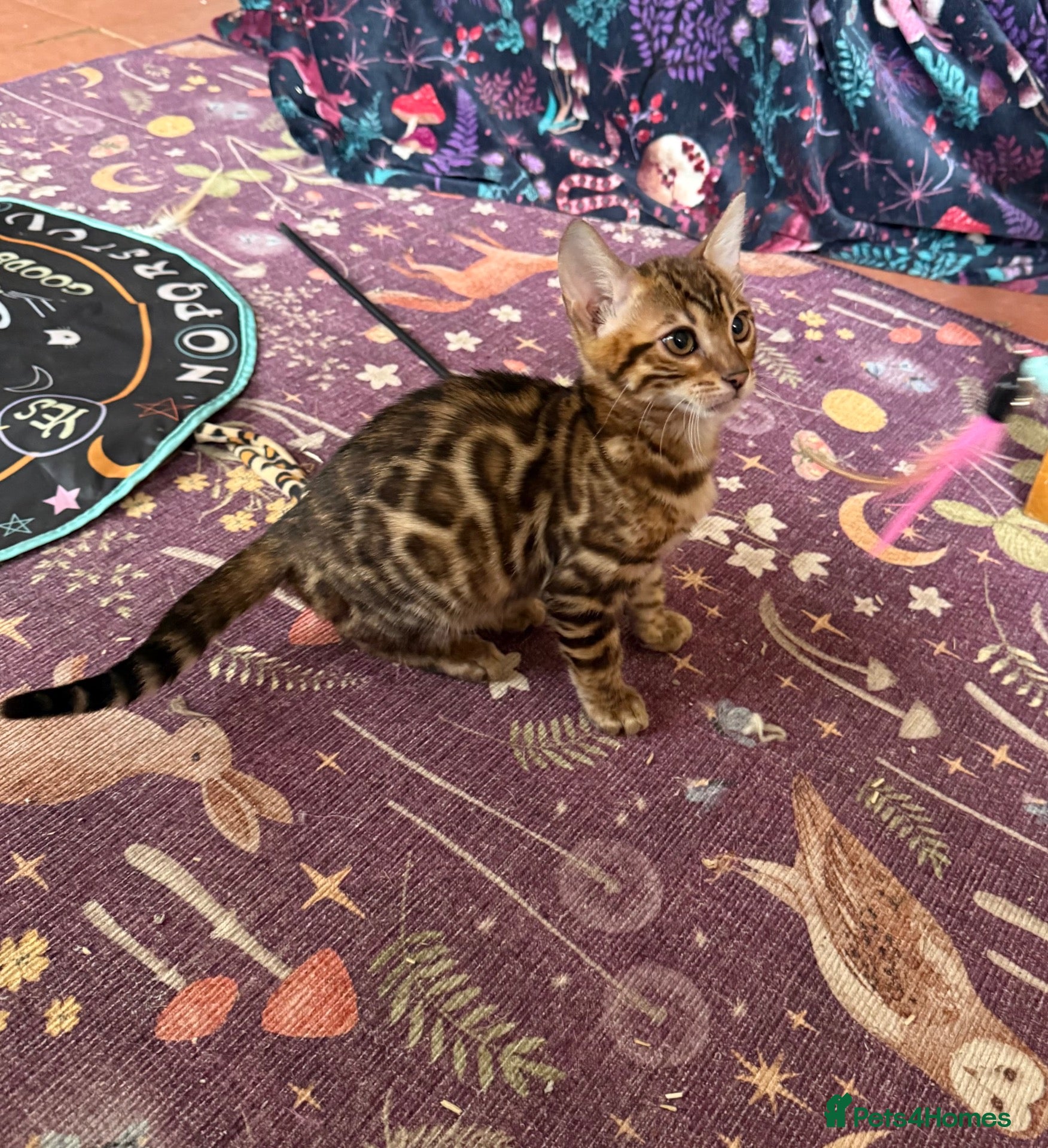 Bengal cats 💙 Pedigree health tested 🐾 Bengal Kitten  - Advert 12