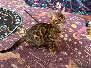 Bengal cats 💙 Pedigree health tested 🐾 Bengal Kitten - Advert 12