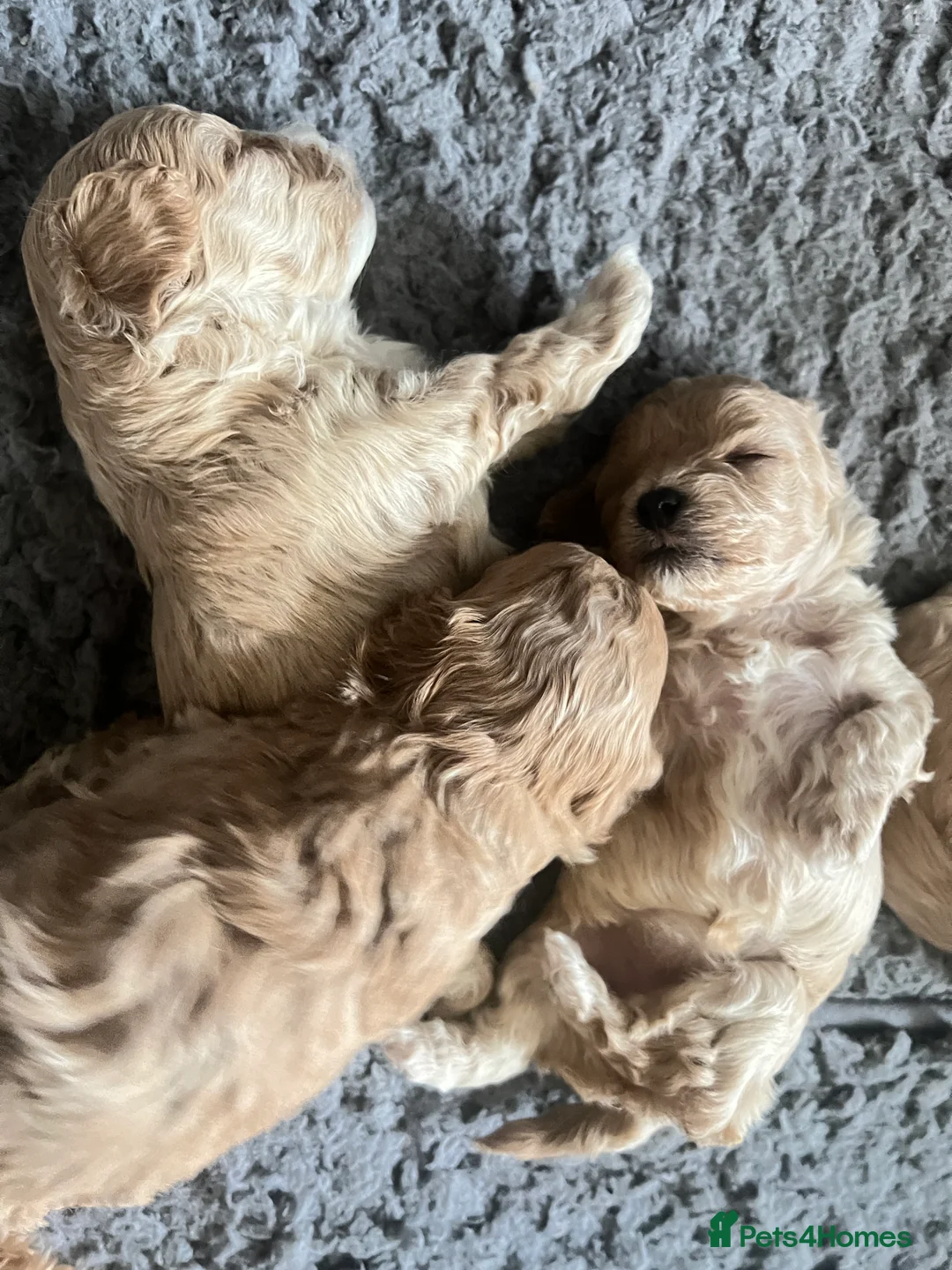 Maltipoo dogs for sale: family pet litter Mini Maltipoo puppies  - Advert 10