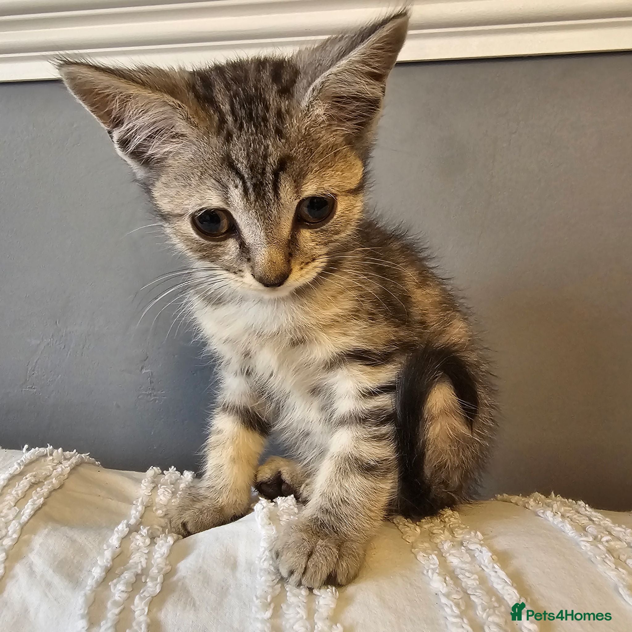 Mixed Breed cats Maincoon cross kittens ( For sale ) - Advert 1