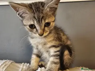 Mixed Breed cats Maincoon cross kittens ( For sale ) - Advert 1
