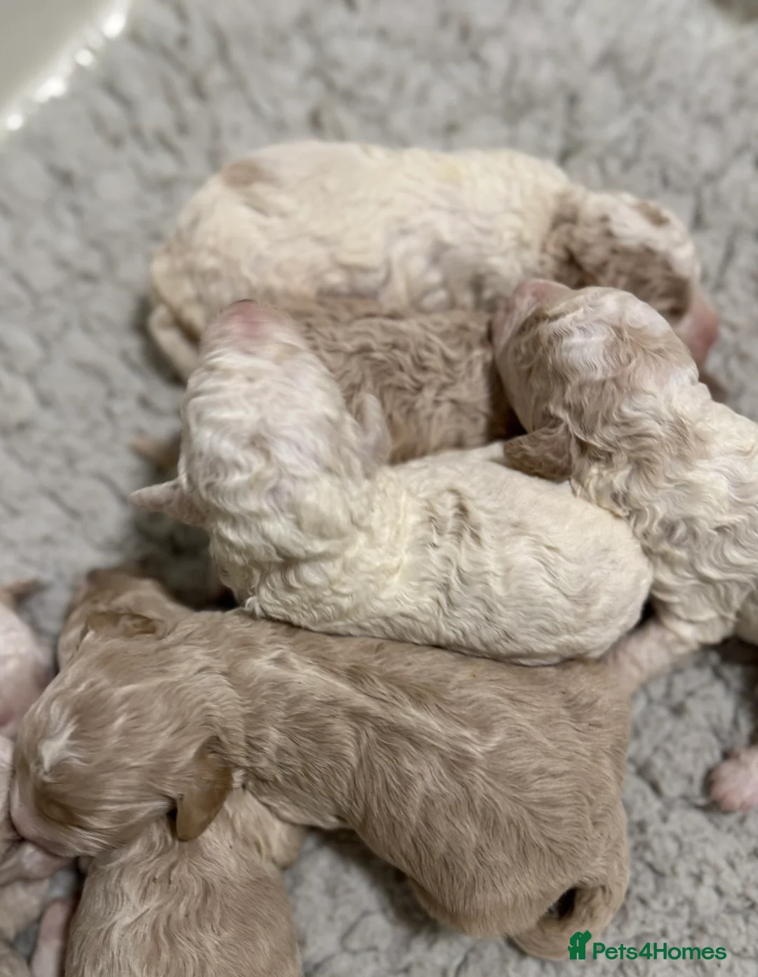 Cavapoochon dogs for sale: Gorgeous cavapoochon babies - Advert 2