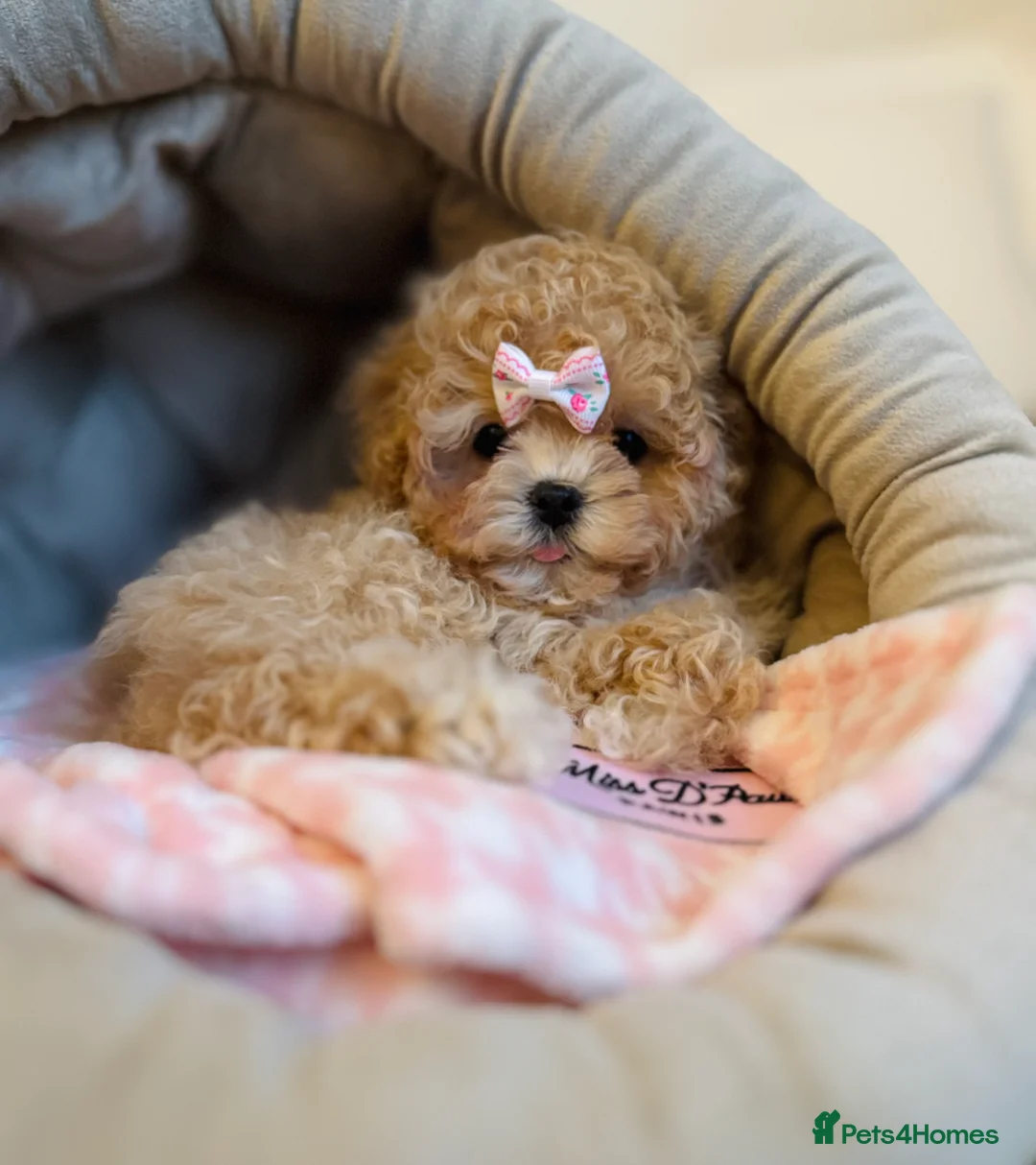 Maltipoo dogs for sale: ✨Rare Top Quality Tiny Asian F1 Maltipoo✨ - Advert 14