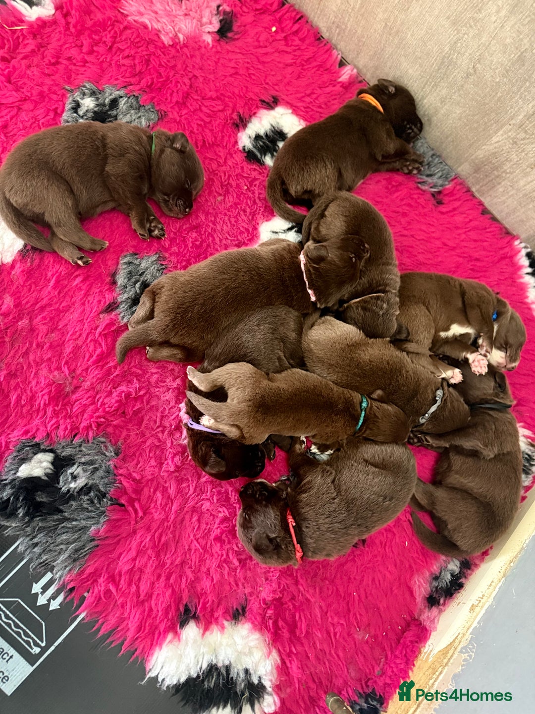 Borador dogs for sale: Gorgeous litter of chocolate Labrador cross pups  - Image 4