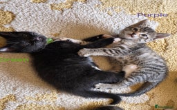 Domestic Shorthair cats for sale: Domestic shorthair kittens - taking reservations   - Image 7