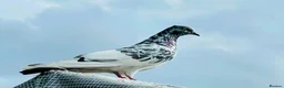 Mixed Breed birds for sale: High flyer pigeon in Chelmsford - Advert 2