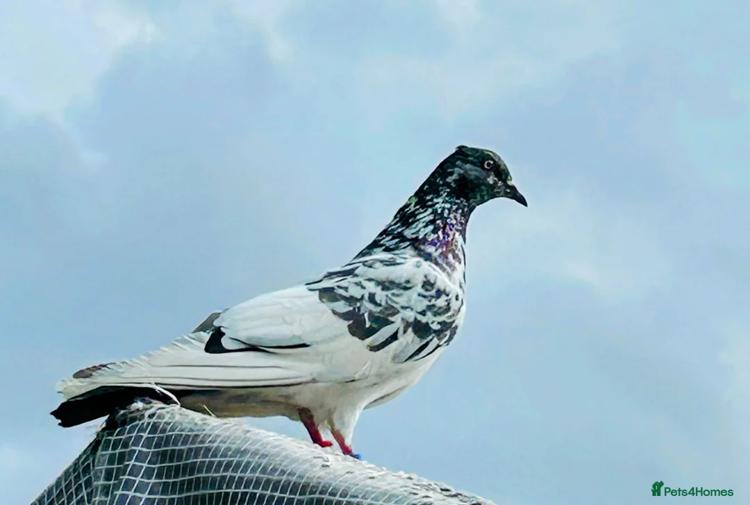 Mixed Breed birds for sale: High flyer pigeon in Chelmsford - Advert 2