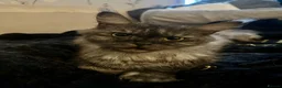 Maine Coon cats for sale: Urgent rehome beautiful smoke female Maine in Wigan - Advert 6