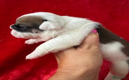 English Bulldog dogs for sale: KC Registered English Bulldog Puppies - Image 1